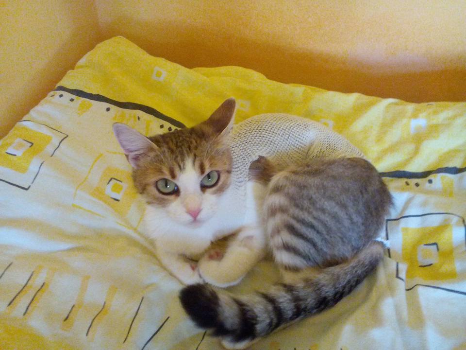 Mačička po sterilizácii :)
